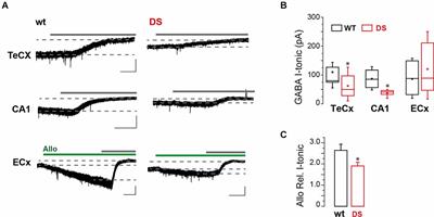GABA tonic currents and glial cells are altered during epileptogenesis in a mouse model of Dravet syndrome